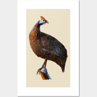 Perching Guineafowl | African Wildlife Posters and Art